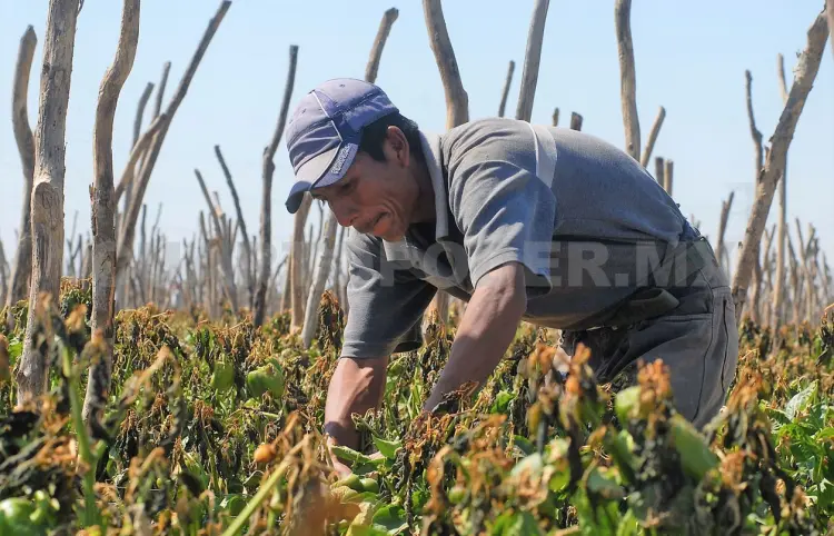 Convocan a trabajar en campos de EE. UU.