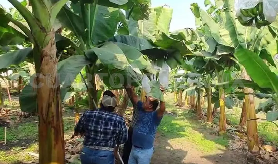Ranchos agrícolas incumplen normas laborales