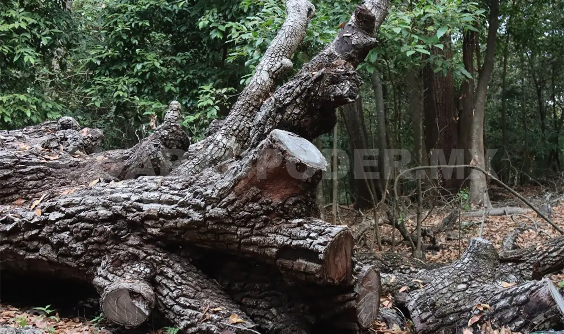 Pierde Chiapas el 82 % de sus bosques primarios