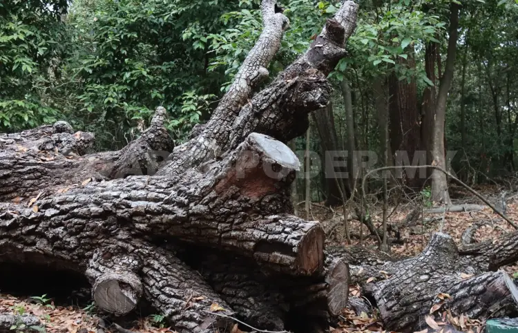 Pierde Chiapas el 82 % de sus bosques primarios