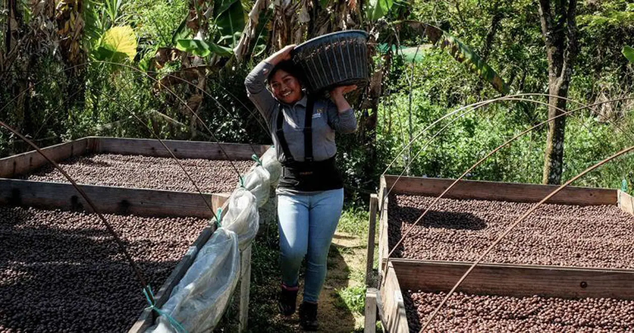 Urgen a proteger a caficultores ante abusos comerciales