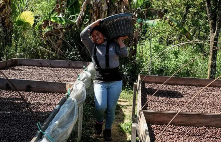 Urgen a proteger a caficultores ante abusos comerciales