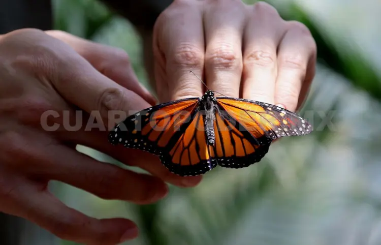 Mariposas enfrentan destrucción de su hábitat