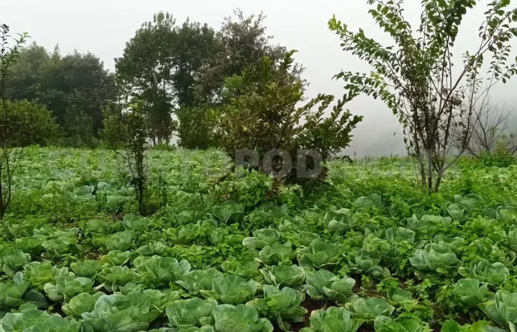 Avanza la transición agroecológica en Chiapas