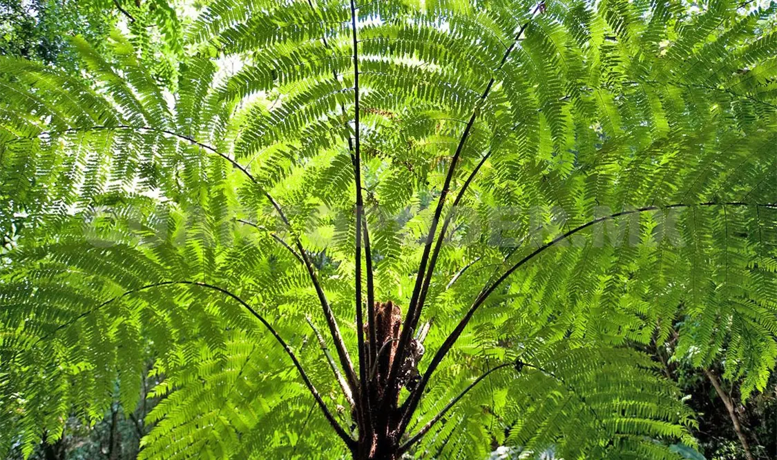 La zona mantiene una amplia presencia de vegetación. Cortesía