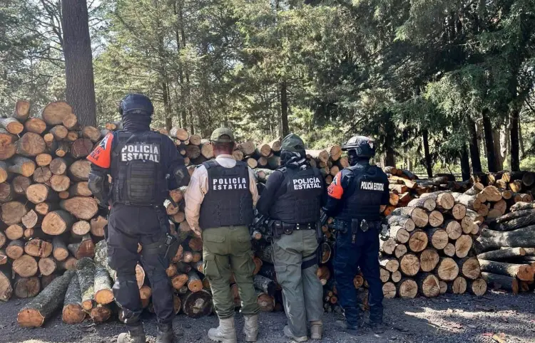 Reportan tala ilegal en manglar en Chabihau