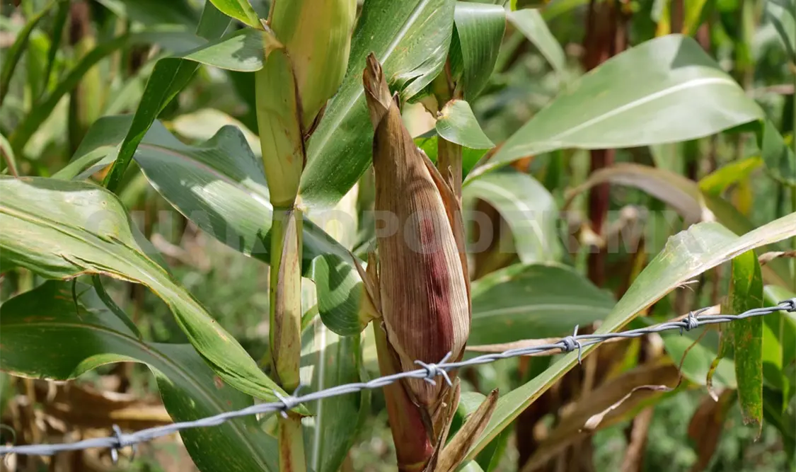 Celebran aprobación de reforma sobre maíz modificado
