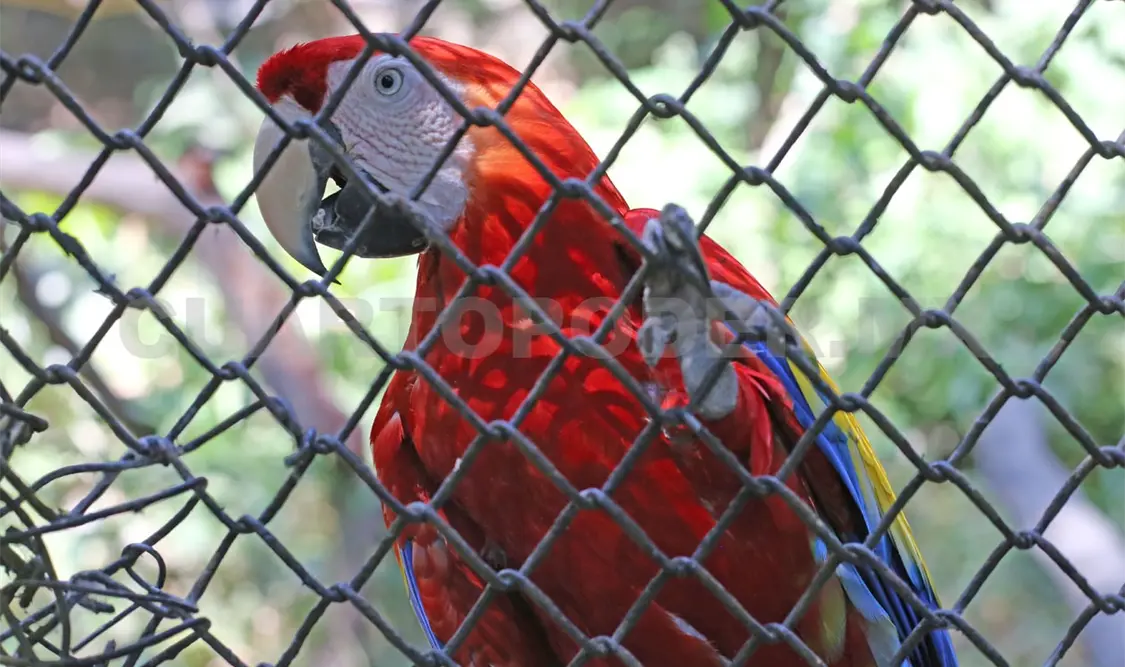 Tráfico de especies: una problemática desatendida