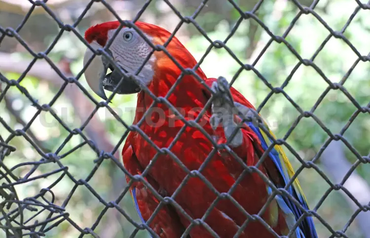 Tráfico de especies: una problemática desatendida