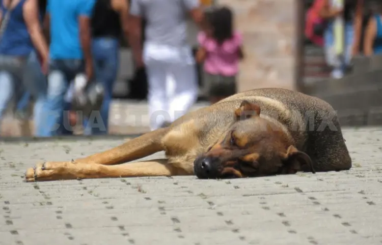 Avanza protección hacia animales