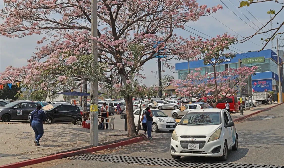 Chiapas en primavera: un mosaico de vida