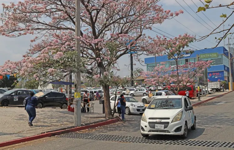 Chiapas en primavera: un mosaico de vida