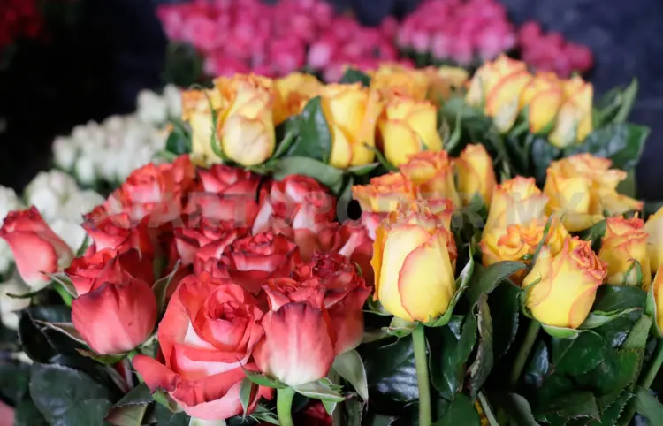 Baja venta de flores