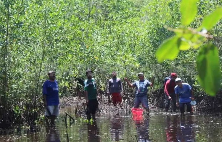 Buscan reforestar 300 hectáreas de manglares