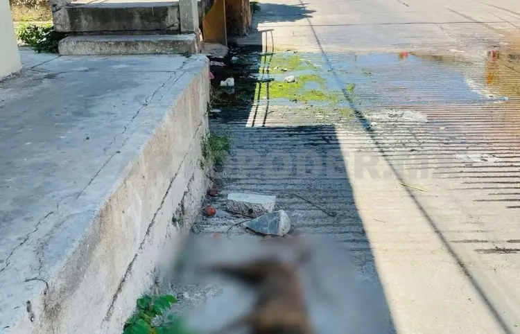 Perros aparecen sin vida sobre la vía pública