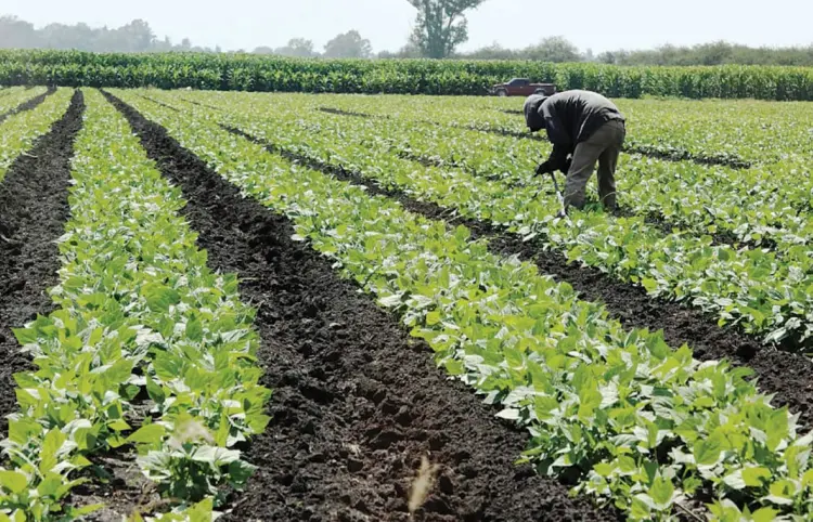 Sector agropecuario pide más crédito: director general