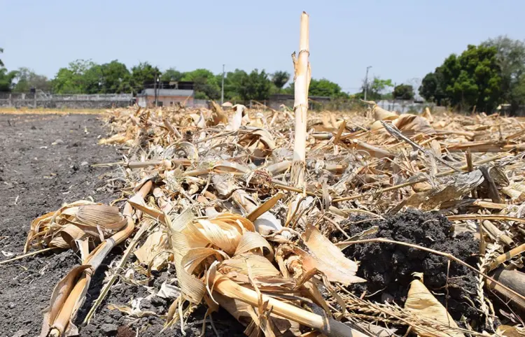 Anuncia Cimmyt el arranque de campaña "El rastrojo vale"