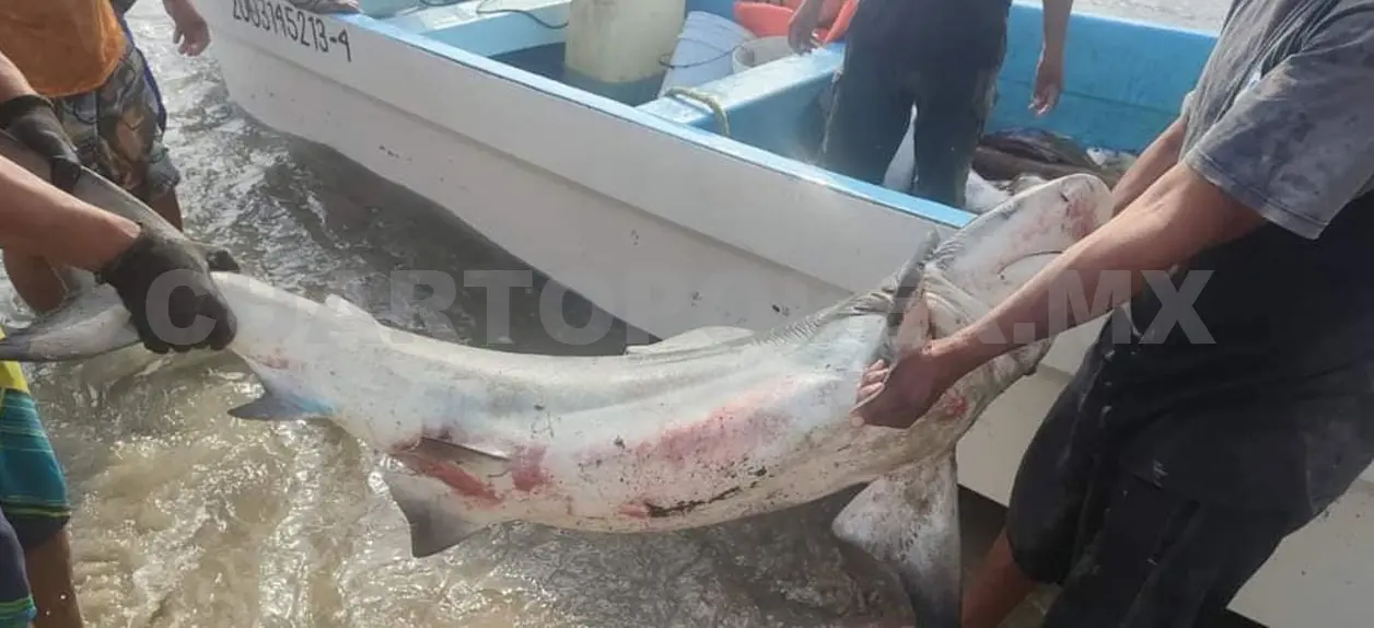 La captura de tiburones pequeños es un problema que ocurre en todo el país (imagen de apoyo). Cortesía