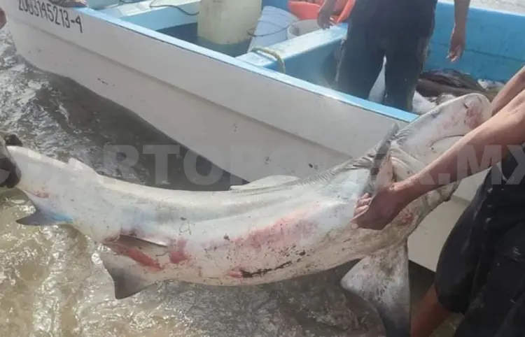 Prohiben la captura de tiburón pequeño