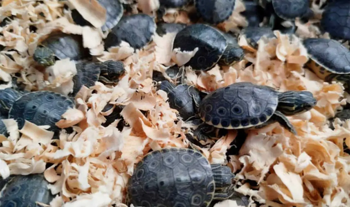 Profepa resguarda 320 tortugas pavo real