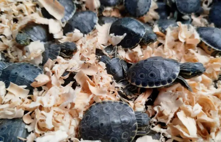 Profepa resguarda 320 tortugas pavo real