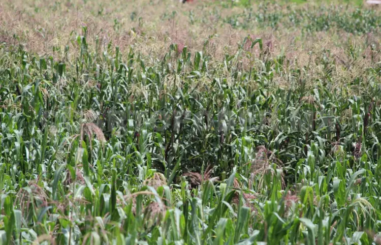 Productores de maíz con panorama complicado