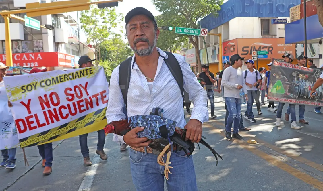 Promueven decreto para reactivar peleas de gallos
