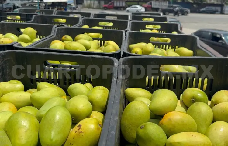 Aumenta precio del mango y reinician corte