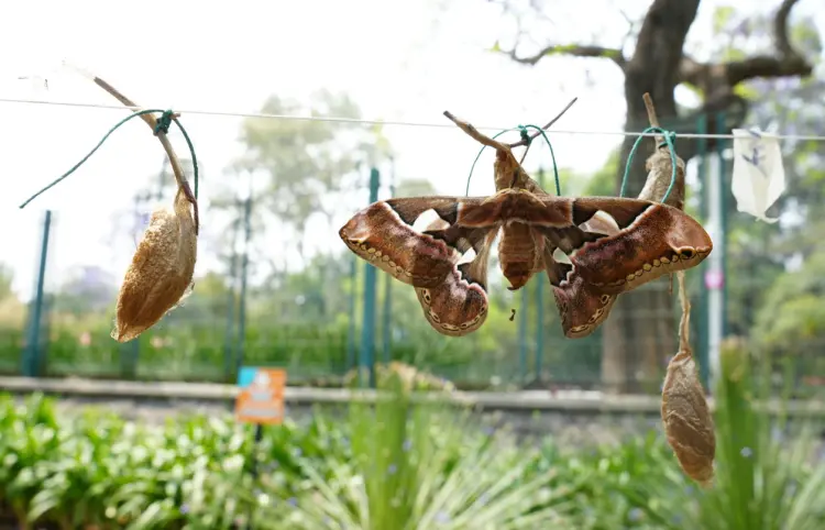 Rescatan más de 2 mil capullos de mariposa