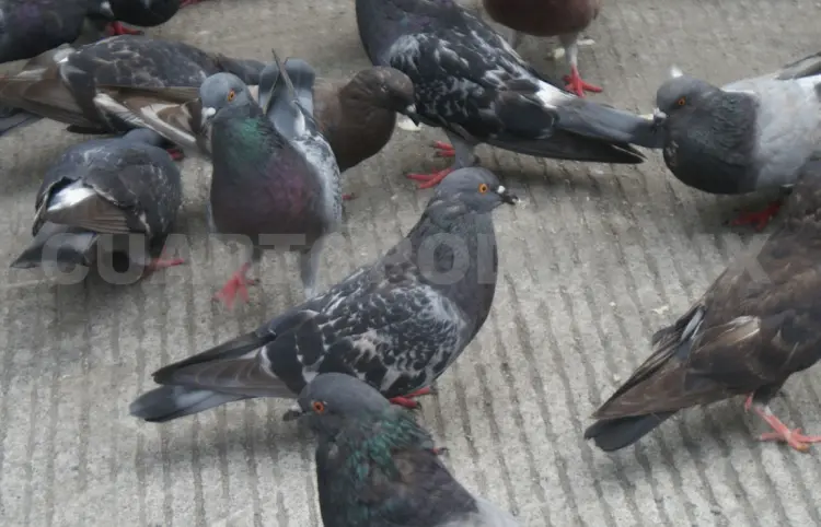 Denuncian invasión de palomas urbanas en mercados