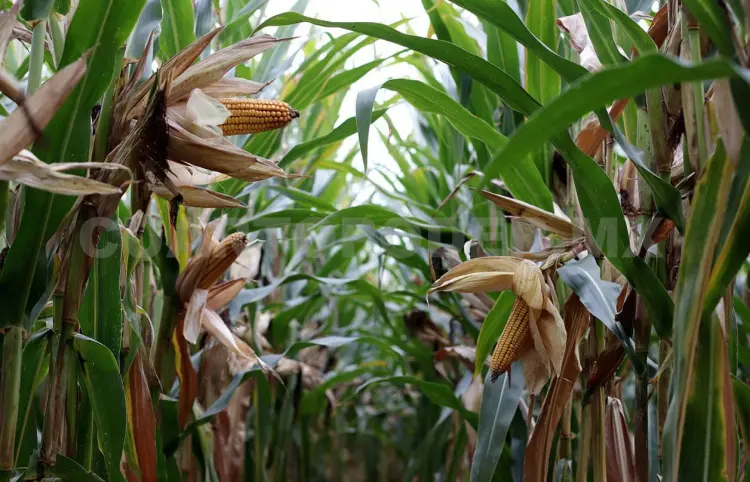 Abandonan la agricultura por falta de ganancias