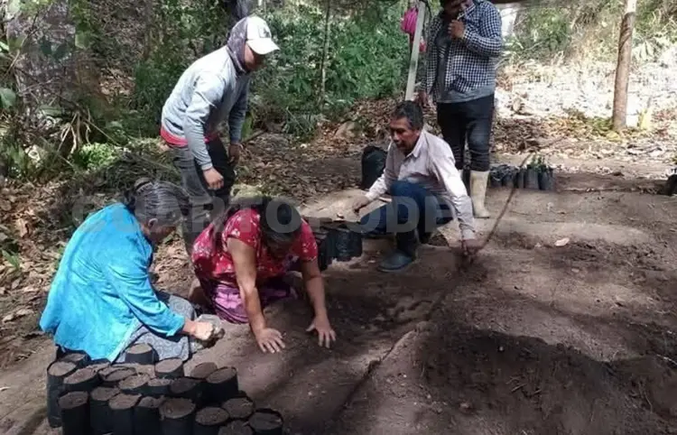 Impulsan restauración ecológica en cafetales