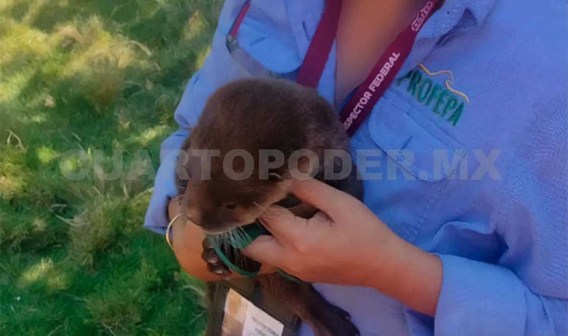 Rescatan crías de nutria