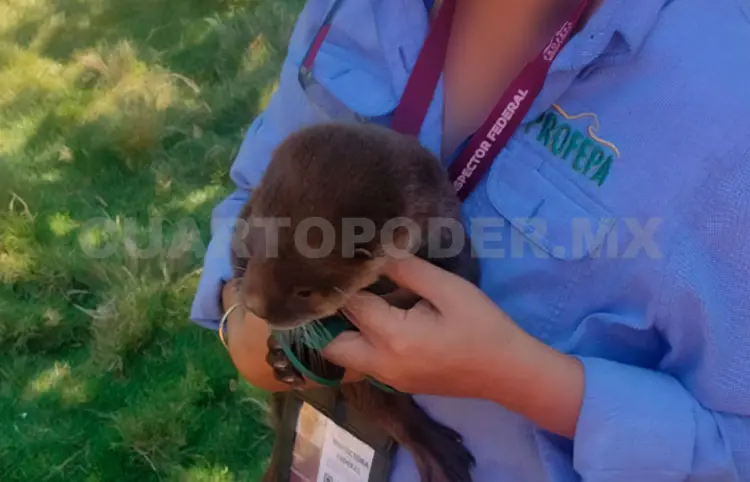 Rescatan crías de nutria