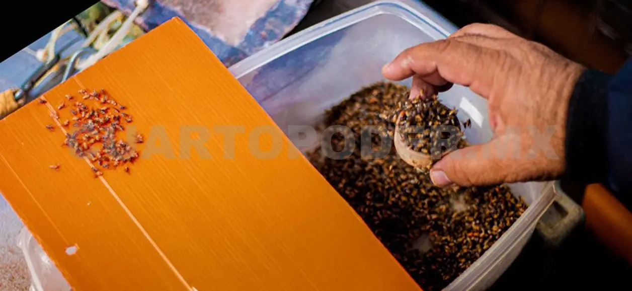 Con sistemas avanzados liberan moscas estériles