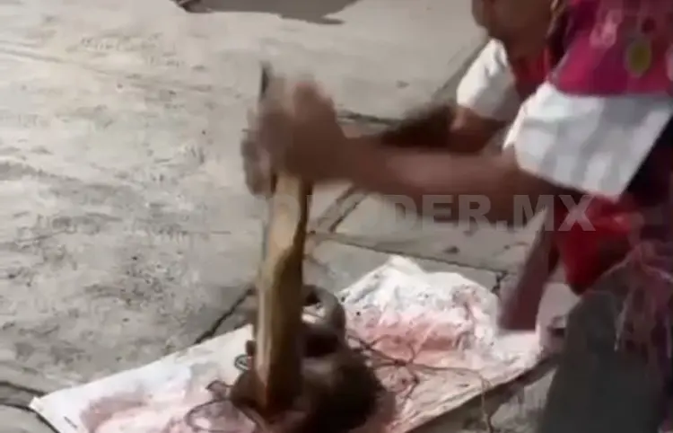 Matan a jaguarundi; lo confundieron con un “nahual maligno”
