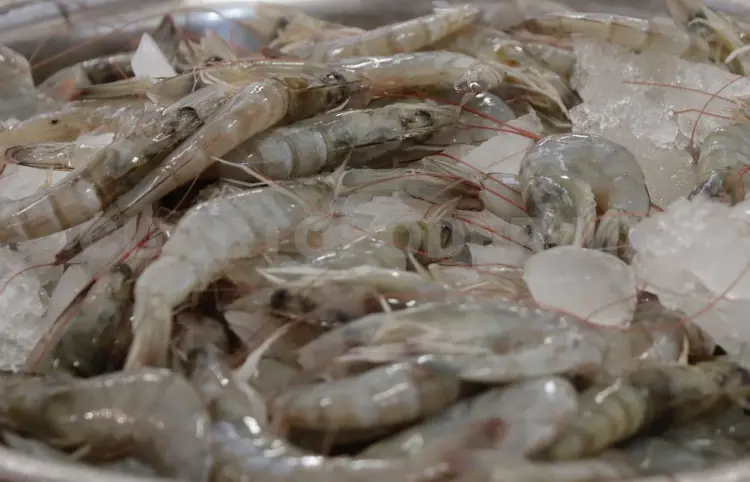 Pescados y mariscos mantienen sus costos