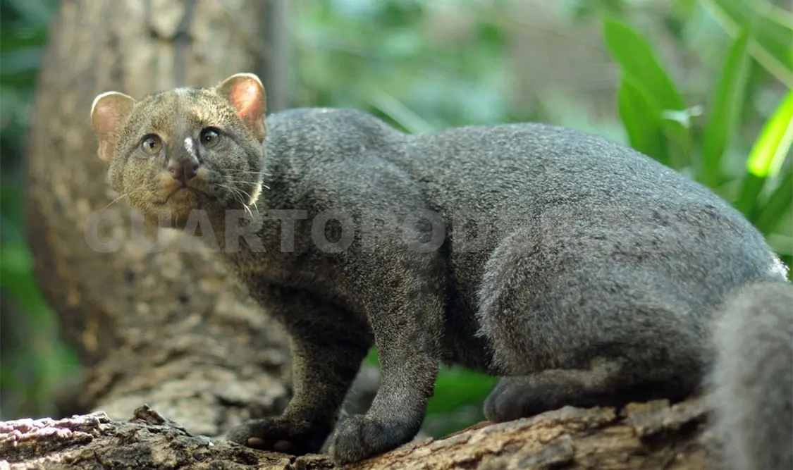 Emprenden denuncia por muerte de jaguarundi