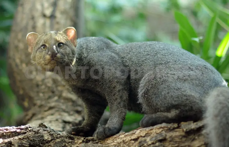 Emprenden denuncia por muerte de jaguarundi