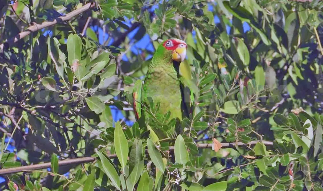 Loros y cotorras mueren ante sustracción ilegal