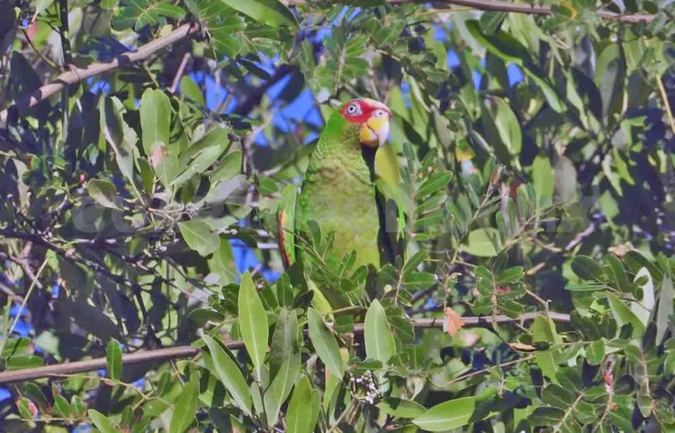 Loros y cotorras mueren ante sustracción ilegal