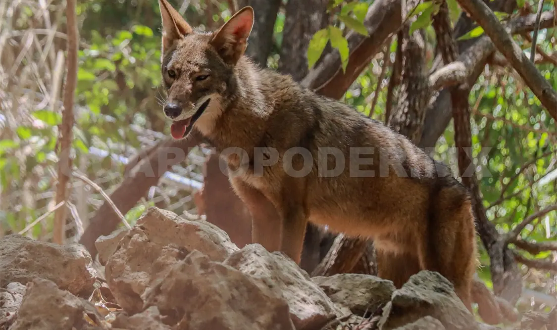 Coyote anda suelto; trabajan en su captura