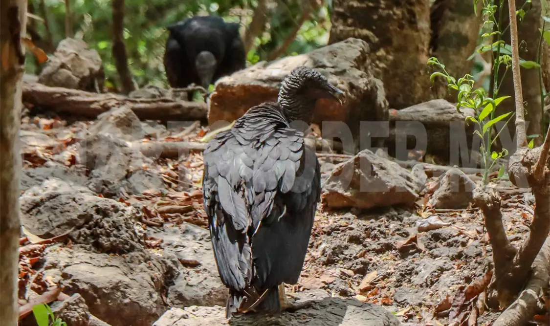 Aparecen zopilotes muertos en reserva; se analiza el tema
