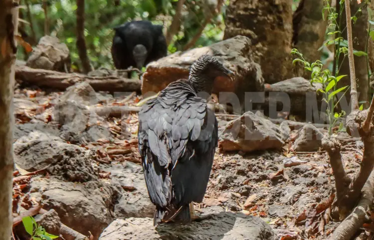 Aparecen zopilotes muertos en reserva; se analiza el tema