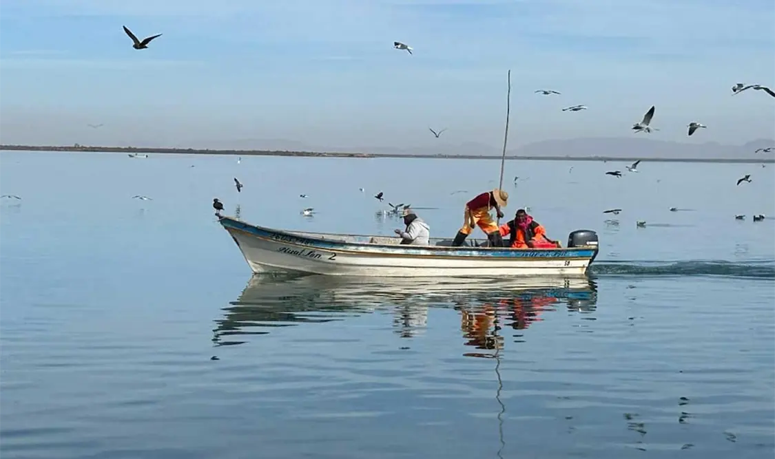 Inicia veda temporal del camarón en litoral