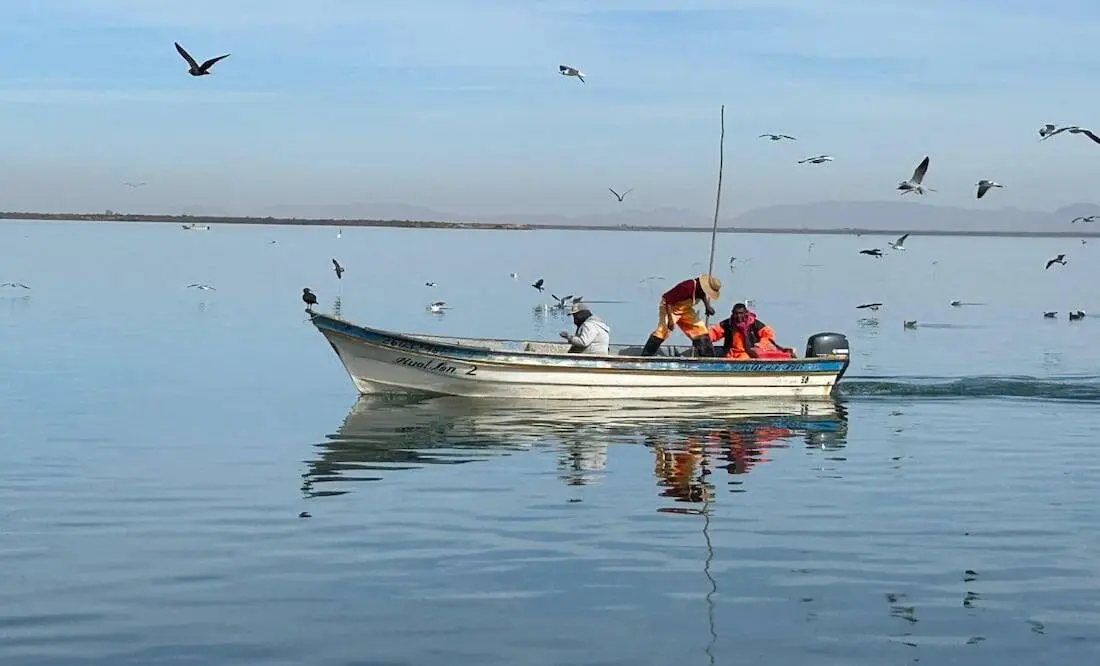 El aprovechamiento de este recurso del mar tiene relevancia económica. Cortesía