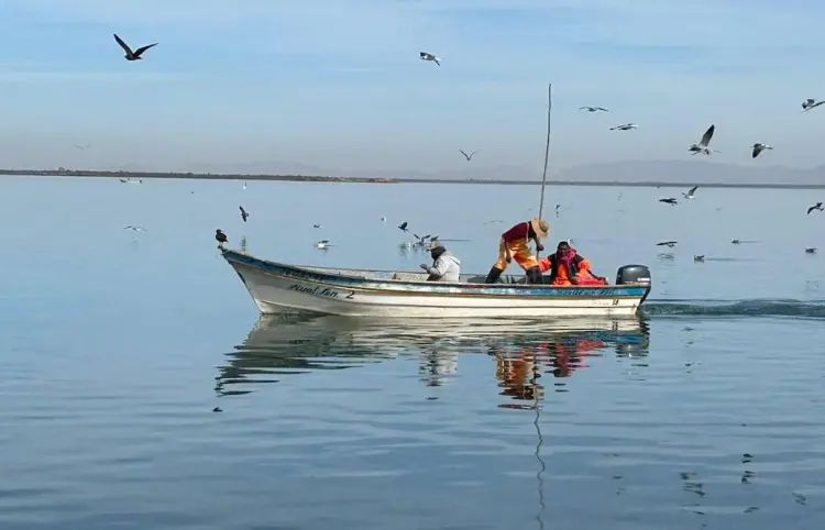 Inicia veda temporal del camarón en litoral