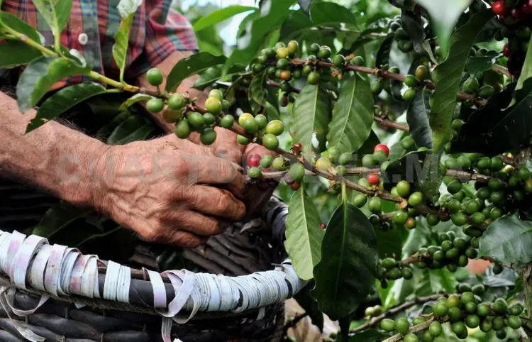Café sustentable ayuda a proteger El Triunfo