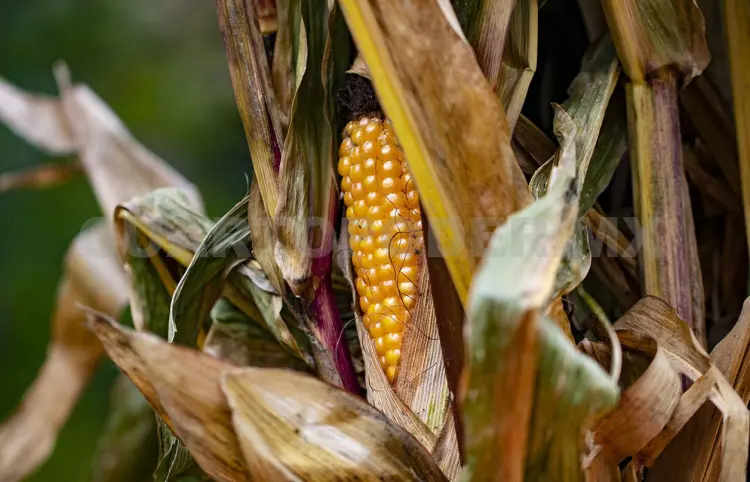 Productos agro deben ser industrializados