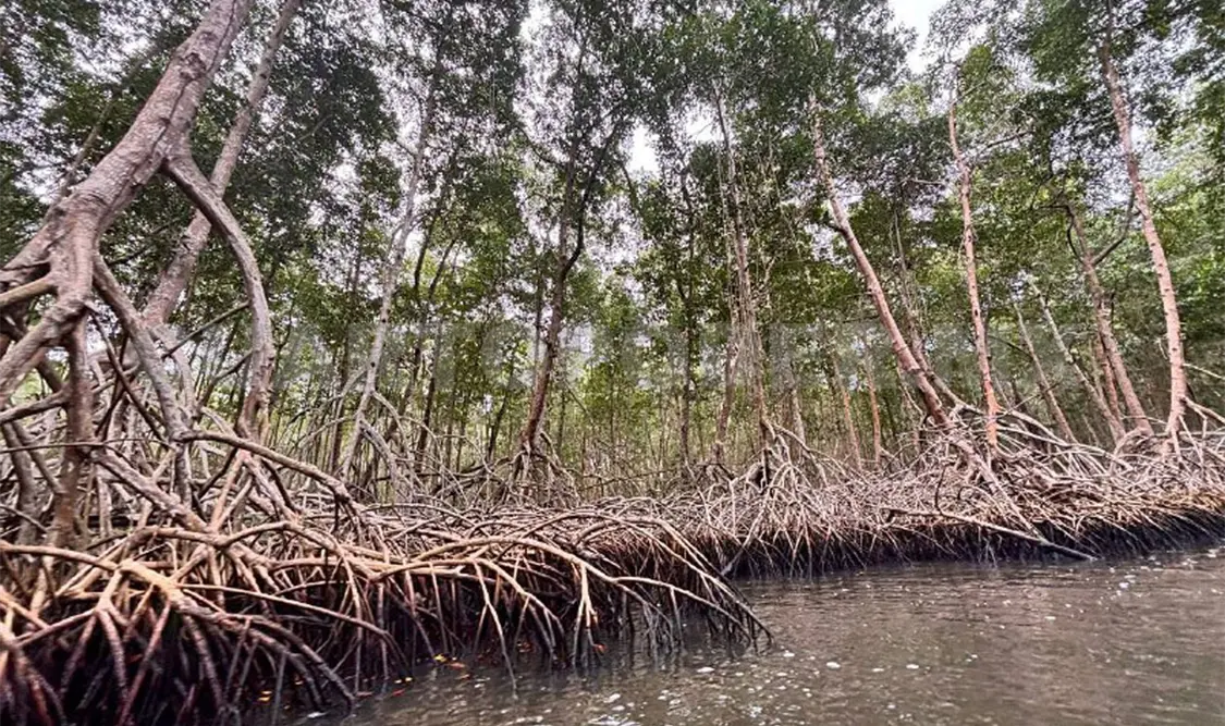 Denuncian crisis ambiental en Reserva La Encrucijada